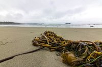 Kelp op het strand